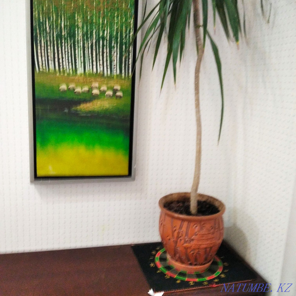 Комнатные цветы драцена Астана - изображение 3