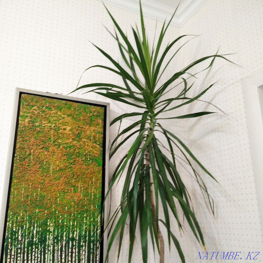 Комнатные цветы драцена Астана - изображение 2