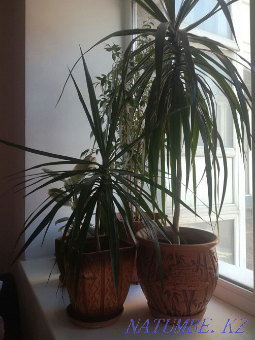 Комнатные цветы драцена Астана - изображение 1