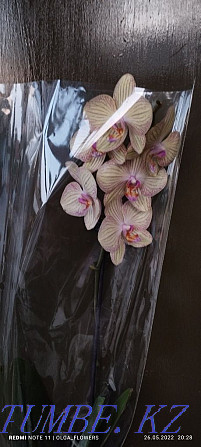 Orchids!!Orchids!!! Semey - photo 5