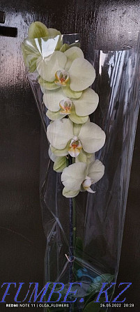 Орхидея!!Орхидея!!!  отбасы  - изображение 4