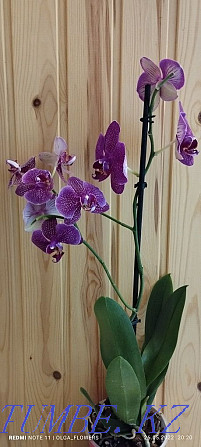 Орхидеи!!Орхидеи!!! Семей - изображение 3