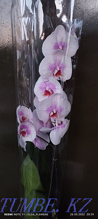 Орхидея!!Орхидея!!!  отбасы  - изображение 7