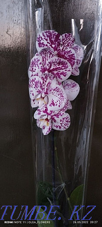 Орхидея!!Орхидея!!!  отбасы  - изображение 1