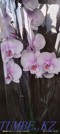 Орхидея!!Орхидея!!!  отбасы  - изображение 6