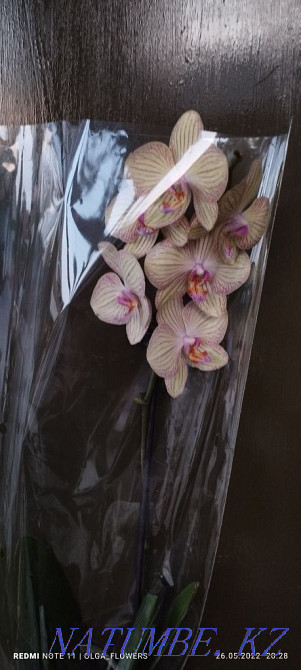 Орхидеи!!Орхидеи!!! Семей - изображение 5