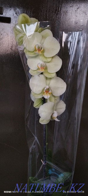Орхидеи!!Орхидеи!!! Семей - изображение 4