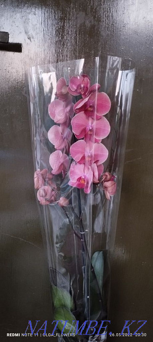 Орхидеи!!Орхидеи!!! Семей - изображение 8
