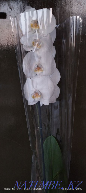 Орхидеи!!Орхидеи!!! Семей - изображение 2