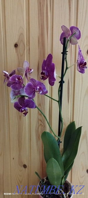 Орхидеи!!Орхидеи!!! Семей - изображение 3