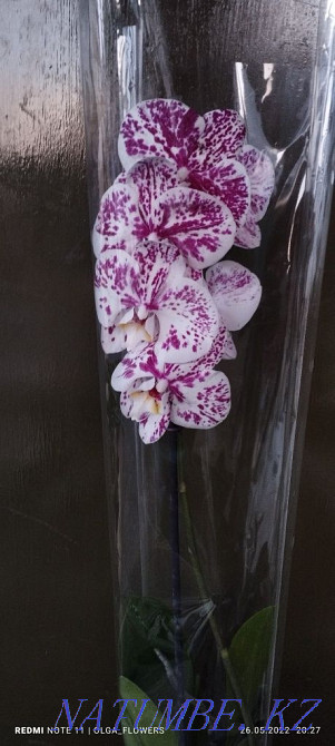 Орхидеи!!Орхидеи!!! Семей - изображение 1