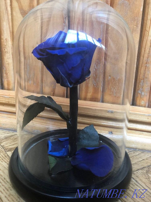 Продам красивый цветок Алматы - изображение 3