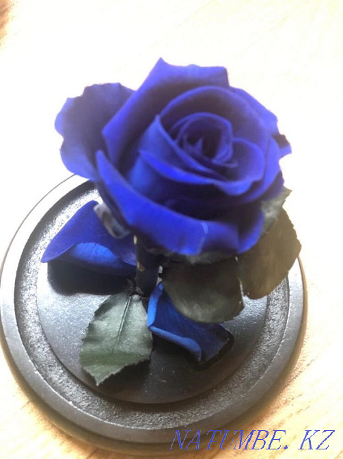 Продам красивый цветок Алматы - изображение 6