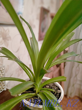 Chlorophytum is a houseplant. Kokshetau - photo 1