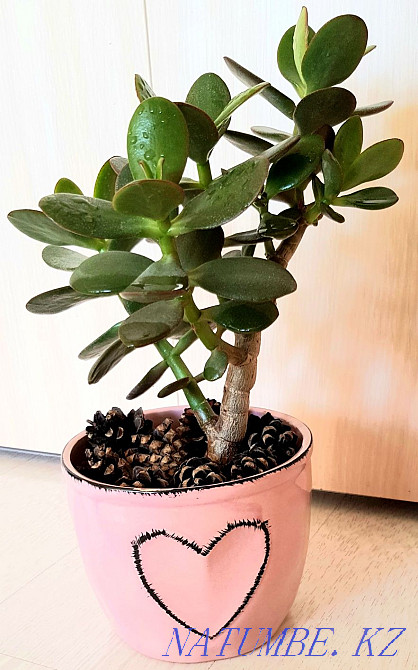 money tree flower Karagandy - photo 2