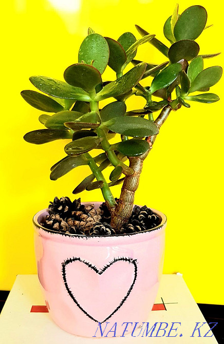 money tree flower Karagandy - photo 1