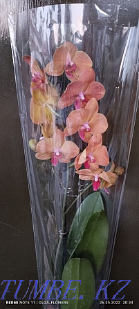 Орхидеи!!Орхидеи!! Семей - изображение 8