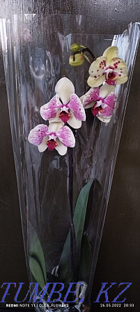 Орхидеи!!Орхидеи!! Семей - изображение 7