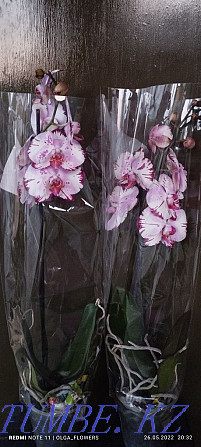 Орхидеи!!Орхидеи!! Семей - изображение 1