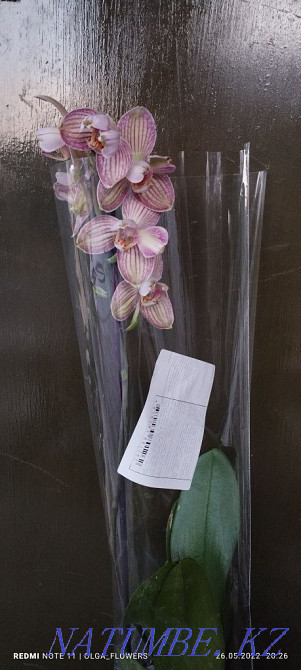 Орхидеи!!Орхидеи!! Семей - изображение 2