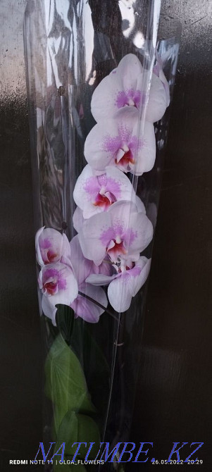 Орхидеи!!Орхидеи!! Семей - изображение 5