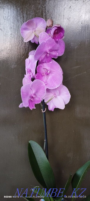 Орхидеи!!Орхидеи!! Семей - изображение 4
