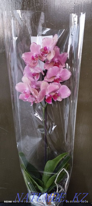 Орхидеи!!Орхидеи!! Семей - изображение 3