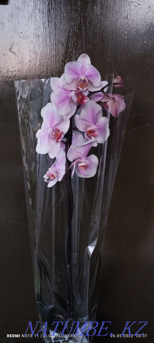 Орхидеи!!Орхидеи!! Семей - изображение 6