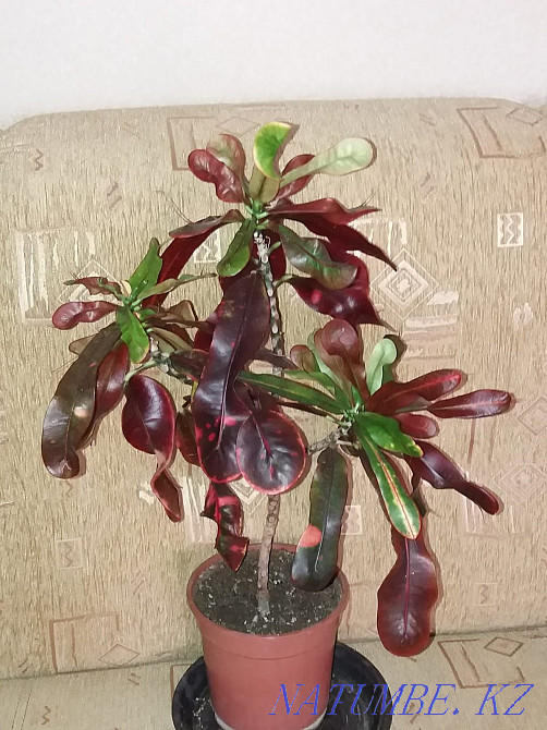 Sell Indoor flowers Нура - photo 3