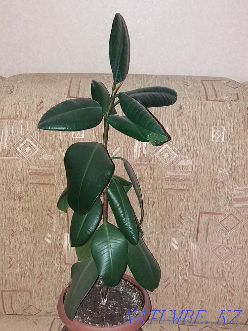 Sell Indoor flowers Нура - photo 4