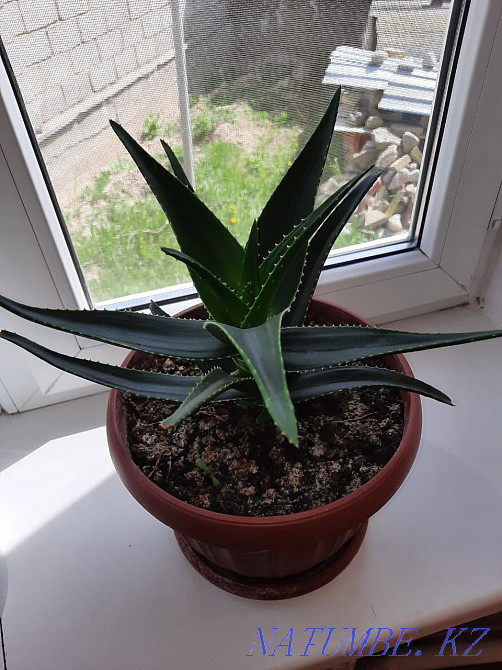 scarlet flower Almaty - photo 3