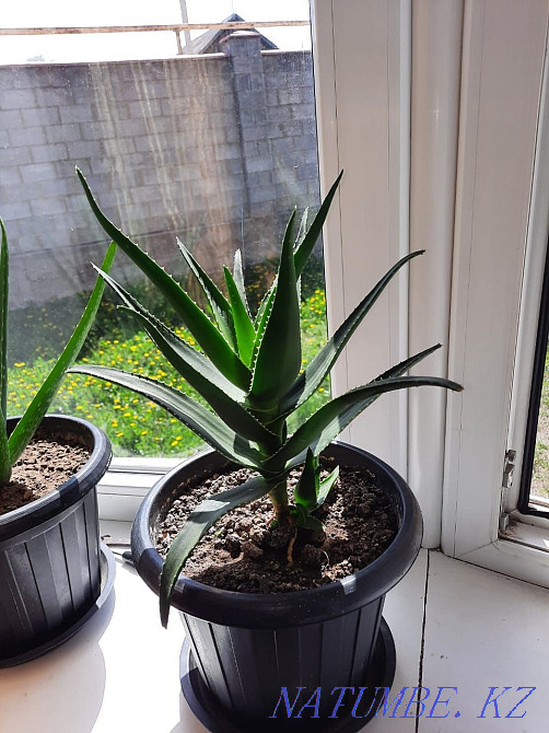 scarlet flower Almaty - photo 1