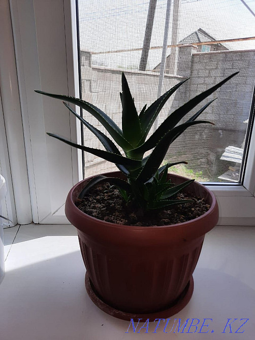 scarlet flower Almaty - photo 2