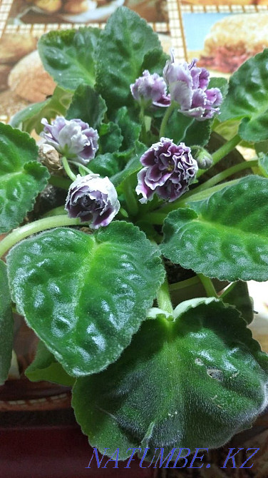 Beautiful violet blooming Kokshetau - photo 1