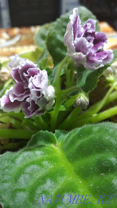 Beautiful violet blooming Kokshetau - photo 2