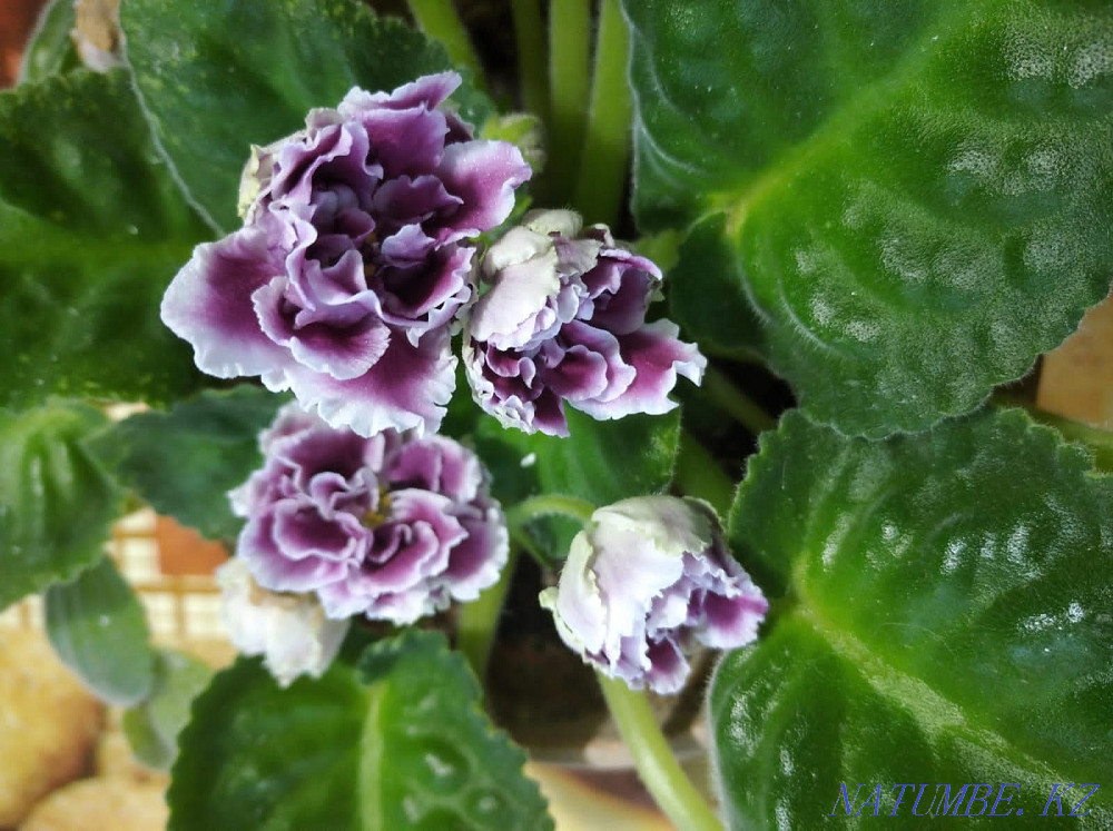 Beautiful violet blooming Kokshetau - photo 3
