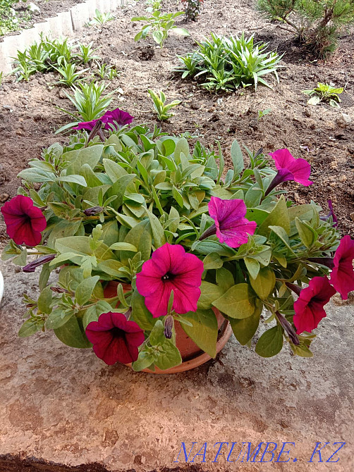 I sell flower seedlings Abay - photo 2