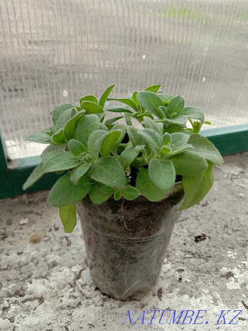 I sell flower seedlings Abay - photo 4