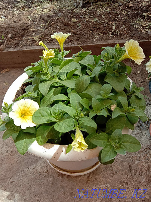 I sell flower seedlings Abay - photo 3