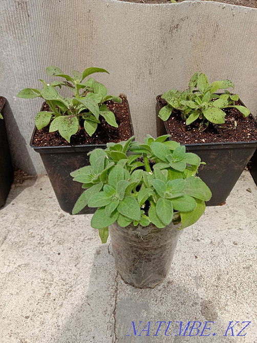 I sell flower seedlings Abay - photo 1