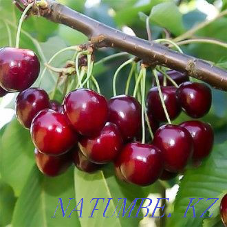 Cherry saplings derevkovoe Aqtobe - photo 1