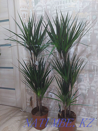 Large trees and plants for offices and apartments Astana - photo 3