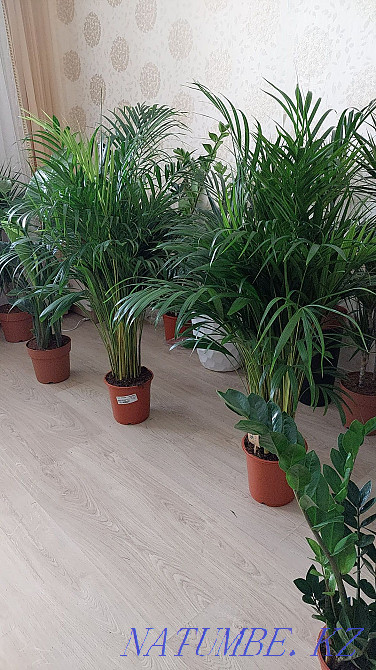 Большие деревья и растения для офисов и квартир Астана - изображение 8