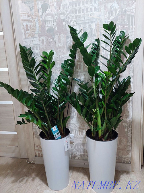 Большие деревья и растения для офисов и квартир Астана - изображение 4