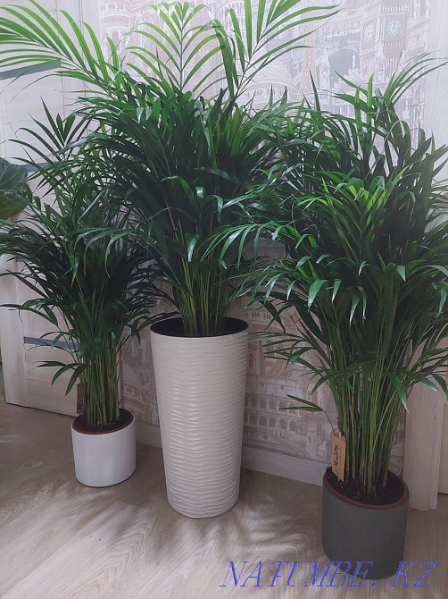 Большие деревья и растения для офисов и квартир Астана - изображение 1