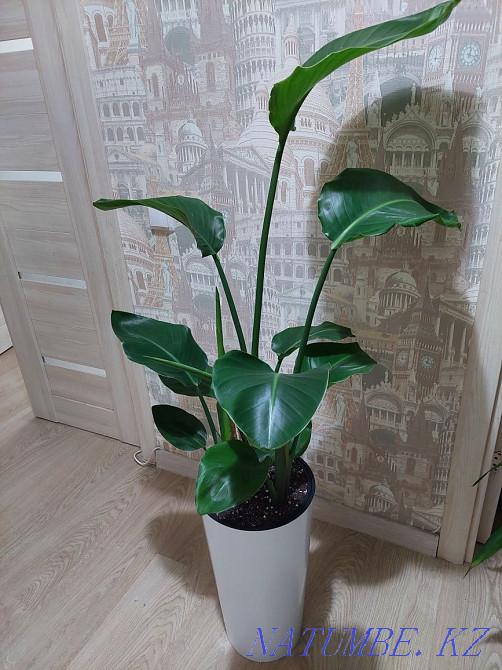 Большие деревья и растения для офисов и квартир Астана - изображение 5