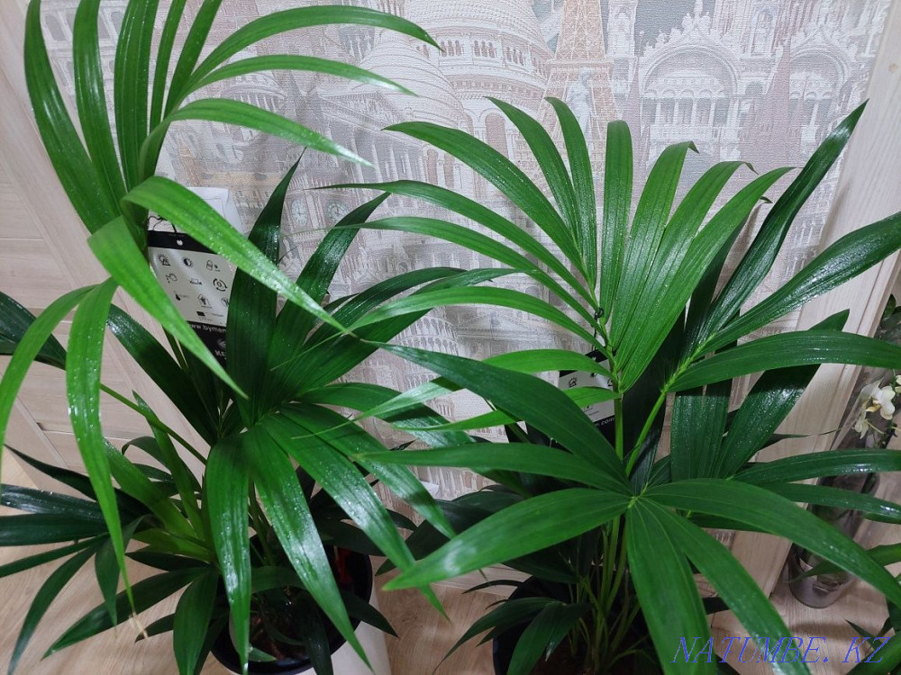 Большие деревья и растения для офисов и квартир Астана - изображение 6