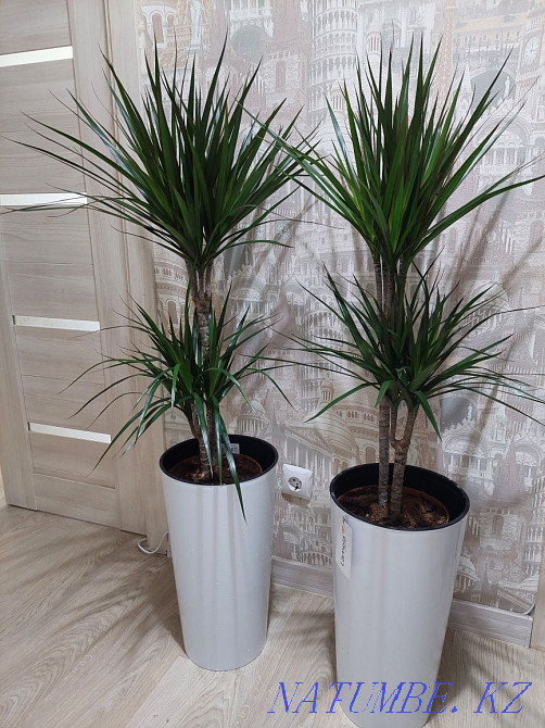 Большие деревья и растения для офисов и квартир Астана - изображение 7