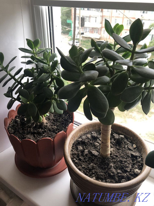 Денежное дерево Мичуринское - изображение 1