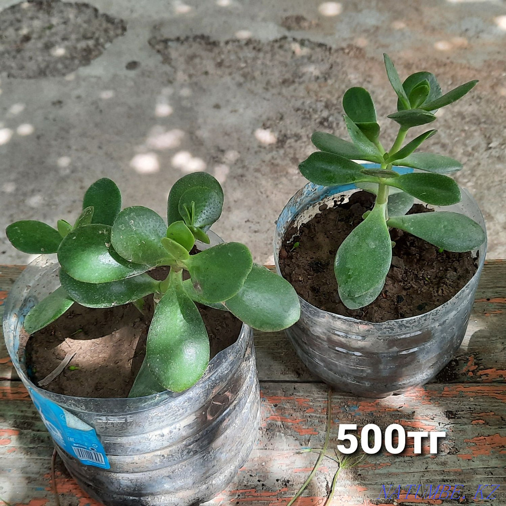 Keremet Saryaghash - photo 5